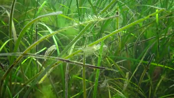 Zeegras Dwerg Zeegras Zostera Noltei Aan Onderkant Zee Baai Van — Stockvideo