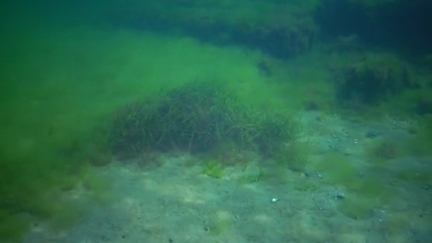 Seagrass Trpasličí Trávy Zostera Noltei Dně Mořském Zálivu Černého Moře — Stock video