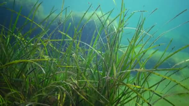 Seagrass Cüce Yılan Balığı Zostera Noltei Karadeniz Deniz Koyunda Alt — Stok video