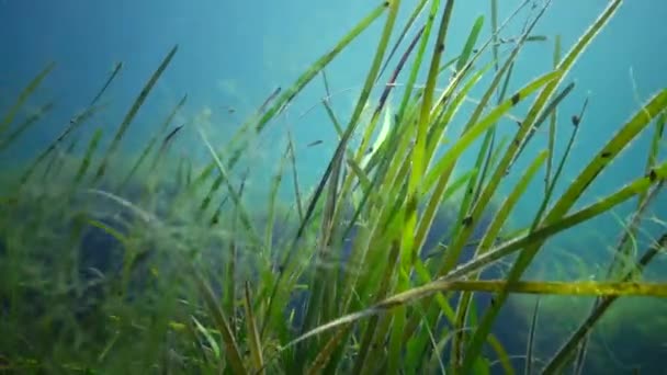 Seagrass Eelgrass Enano Zostera Noltei Fondo Bahía Mar Del Mar — Vídeo de stock