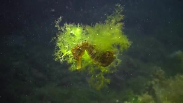 Kurzschnauziges Seepferdchen Hippocampus Hippocampus Das Der Wassersäule Schwimmt Schwarzes Meer — Stockvideo