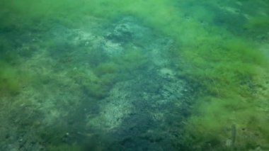 Denizin dibinde çürüyen yosun ve çamur, ötrofikasyon, çürüme, okyanus ve deniz kirliliği. Karadeniz