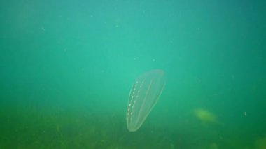 Ctenophores, Predatory tarak jöle (Beroe ovata) yiyecek aramak için suda yüzmek. Karadeniz'in Istila Faunası. Ukrayna