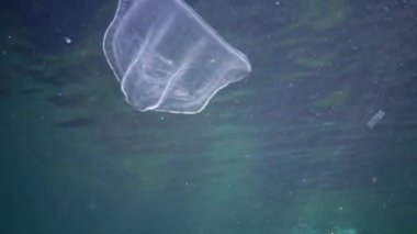 Ctenophores, Predatory tarak jöle (Beroe ovata) yiyecek aramak için suda yüzmek. Karadeniz'in Istila Faunası. Ukrayna