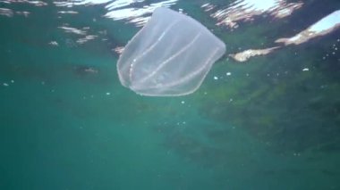 Ctenophores, Predatory tarak jöle (Beroe ovata) yiyecek aramak için suda yüzmek. Karadeniz'in Istila Faunası. Ukrayna