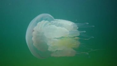 Karadeniz 'de (Rhizostoma pulmo) suyun kalınlığında yüzen denizanası (Scyphomedusa) olarak da bilinir. Karadeniz