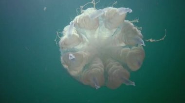 Karadeniz 'de (Rhizostoma pulmo) suyun kalınlığında yüzen denizanası (Scyphomedusa) olarak da bilinir. Karadeniz