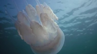 Karadeniz 'de (Rhizostoma pulmo) suyun kalınlığında yüzen denizanası (Scyphomedusa) olarak da bilinir. Karadeniz