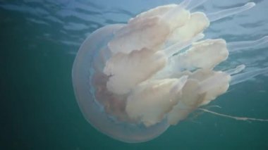 Karadeniz 'de (Rhizostoma pulmo) suyun kalınlığında yüzen denizanası (Scyphomedusa) olarak da bilinir. Karadeniz