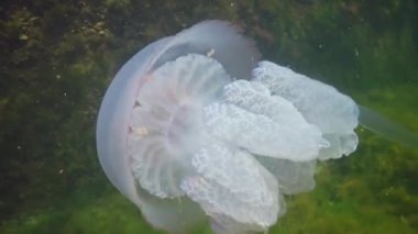 Karadeniz 'de (Rhizostoma pulmo) suyun kalınlığında yüzen denizanası (Scyphomedusa) olarak da bilinir. Karadeniz