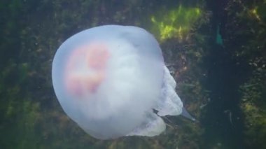 Karadeniz 'de (Rhizostoma pulmo) suyun kalınlığında yüzen denizanası (Scyphomedusa) olarak da bilinir. Karadeniz