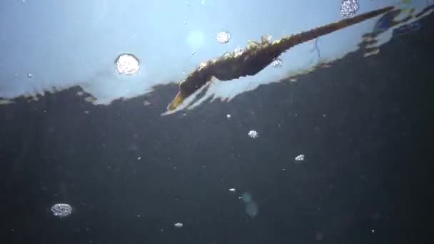 Cavalo Marinho Focinho Curto Hippocampus Hippocampus Flutuando Coluna Água Mar — Vídeo de Stock