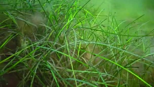 Palaemon Adspersus Травяные Креветки Прячущиеся Морской Траве Зостера Черное Море — стоковое видео