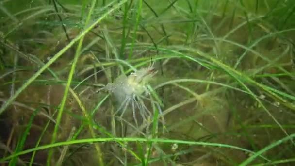 パラエモン アドパーサス 帯状の海草に隠れている草エビ — ストック動画