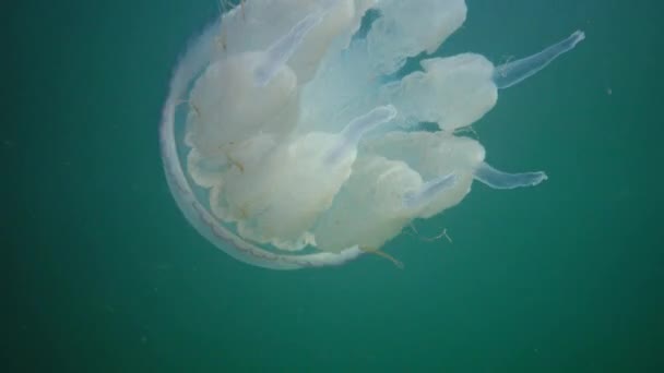 Flotando Espesor Del Agua Mar Negro Rhizostoma Pulmo Comúnmente Conocido — Vídeos de Stock