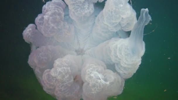 Плавающий Толщине Воды Черном Море Rhizostoma Pulmo Широко Известный Баррель — стоковое видео