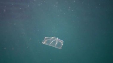 Ctenophores, Predatory tarak jöle (Beroe ovata) yiyecek aramak için suda yüzmek. Karadeniz'in Istila Faunası. Ukrayna