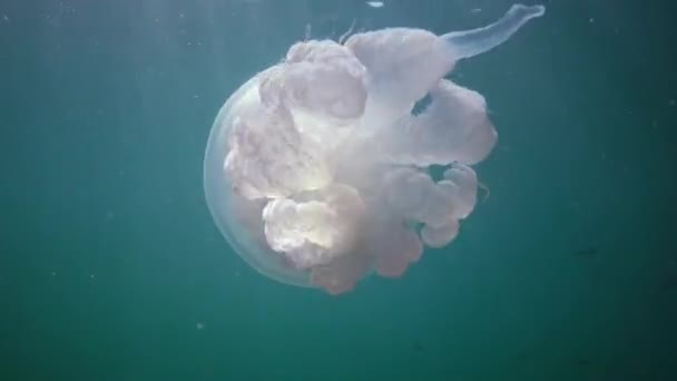 黒海の水の厚さ Rhizostoma Pulmo 一般的にバレルクラゲ Skyphomedusaとして知られているに浮かんでいます — ストック動画