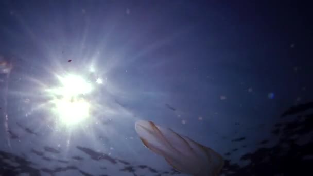 食肉动物 捕食者梳果冻 贝罗奥瓦塔 在水中游泳寻找食物 黑海入侵动物 乌克兰 — 图库视频影像