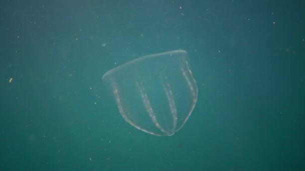 Ctenophores Predatory Comb Jelly Beroe Ovata Swim Water Search Food — Stock Video