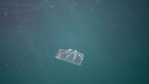 Ctenophoren Räuberische Kammgelee Beroe Ovata Schwimmen Auf Der Suche Nach — Stockvideo