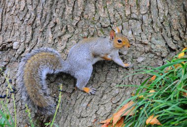 Doğu Gri Sincap (Sciurus carolinensis)