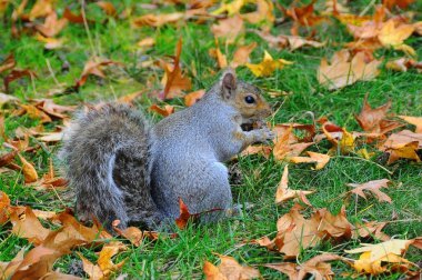 Doğu Gri Sincap (Sciurus carolinensis)