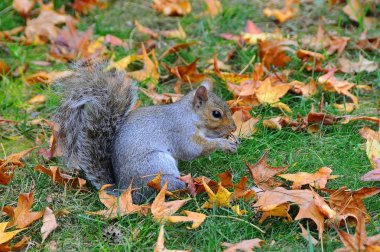 Doğu Gri Sincap (Sciurus carolinensis)