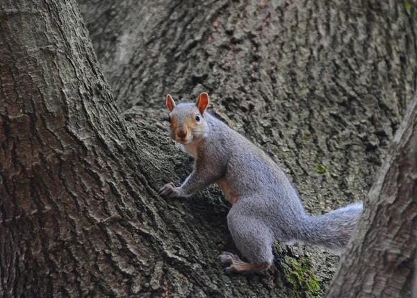 Animales Salvajes Ardilla Gris Sciurus Carolinensis Recoge Nueces Parque —  Fotos de Stock