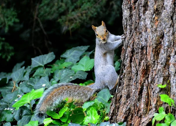 Östlig grå ekorre (sciurus carolinensis)) — Stockfoto