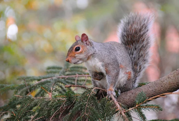 Scoiattolo grigio orientale (sciurus carolinensis) — Foto Stock