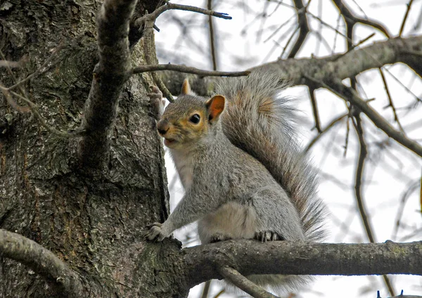 Άγρια Ζώα Gray Σκίουρος Sciurus Carolinensis Συλλέγει Ξηρούς Καρπούς Στο — Φωτογραφία Αρχείου