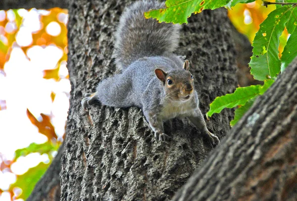 Animali Selvatici Scoiattolo Grigio Sciurus Carolinensis Raccoglie Noci Nel Parco — Foto Stock