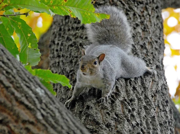 Східна сіра білка (sciurus carolinensis) — стокове фото