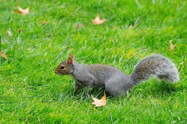 Tupai Abu-abu Timur (sciurus carolinensis) — Stok Foto