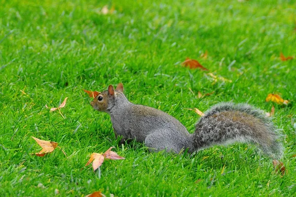 Eastern Gray Squirrel (Sciurus carolinensis) — Stock Photo, Image