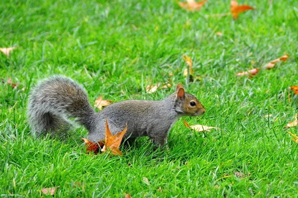 Eastern Gray Squirrel (Sciurus carolinensis) — Stock Photo, Image