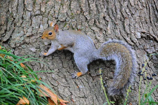 Tupai Abu-abu Timur (sciurus carolinensis) — Stok Foto