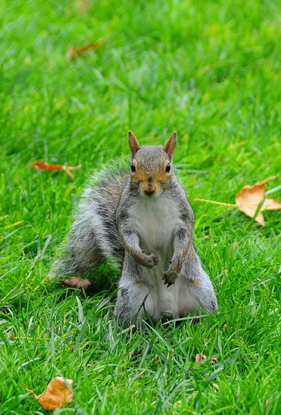 Écureuil gris (sciurus carolinensis)) — Photo