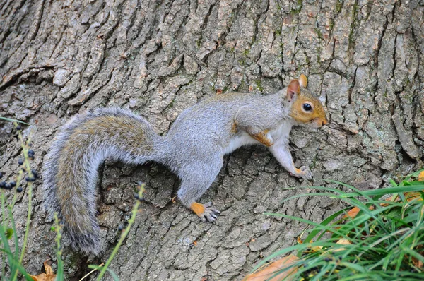 Eastern Gray Squirrel (Sciurus carolinensis) — Stock Photo, Image