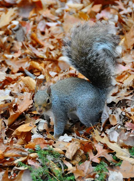 Tupai Abu-abu Timur (sciurus carolinensis) — Stok Foto