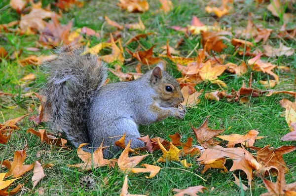 Doğu Gri Sincap (Sciurus carolinensis)