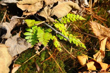 Fern, yaprakların ve yosunların arasında genç bir bitki, Tennessee, Usa