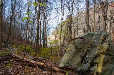 Ormanda göl kenarındaki büyük taşlar, liken ve yosunla kaplı, Tennessee, Usa
