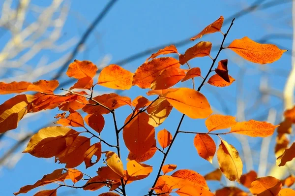 Macro fotografias folhas, árvore, céu — Fotografia de Stock