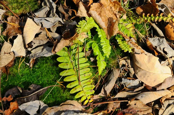 Farn Eine Junge Pflanze Zwischen Abgefallenen Blättern Und Moos Tennessee — Stockfoto
