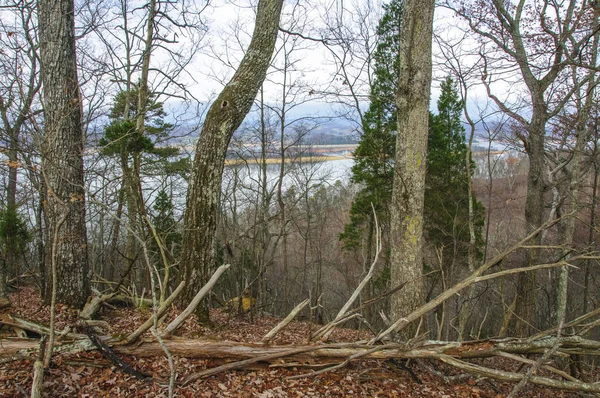 Árboles Muertos Bosque Tennessee — Foto de Stock