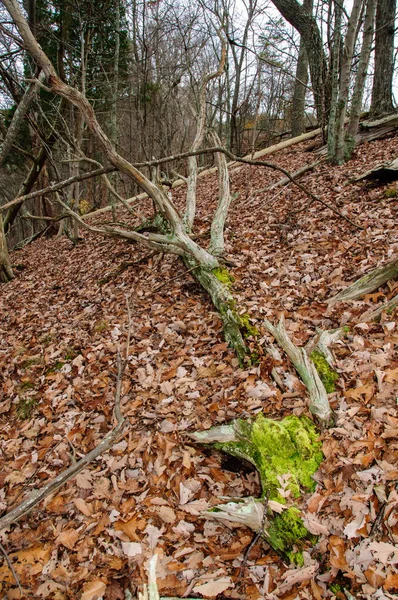 Árvores Mortas Uma Floresta Tennessee Eua — Fotografia de Stock