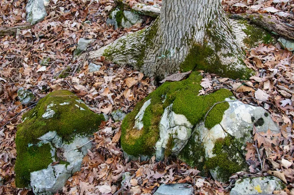 Pedras Floresta Onde Crescem Musgos Líquenes Tennessee Eua — Fotografia de Stock