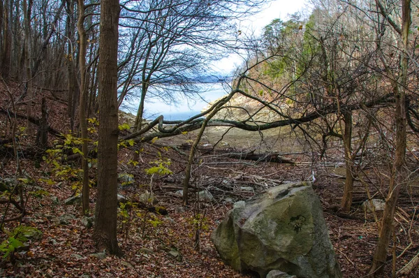 Ormanda Göl Kenarındaki Büyük Taşlar Liken Yosunla Kaplı Tennessee Usa — Stok fotoğraf